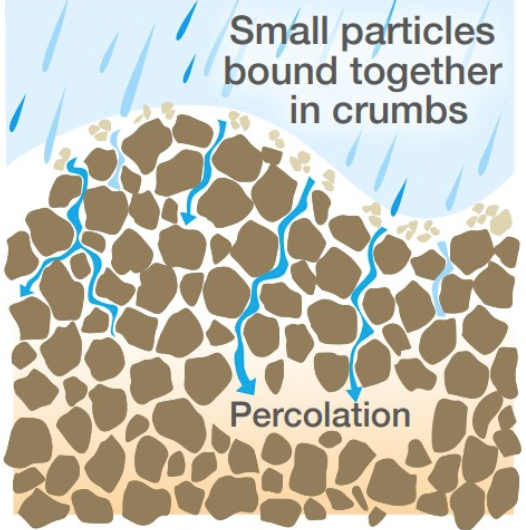 <p><span style="font-family: "Open Sans", sans-serif;"><span>Soil contains a complex network of tiny pores and channels, ranging in size from millimeters to micrometers, which create a capillary network.</span></span></p><p><span style="font-family: "Open Sans", sans-serif;"><span>Capillary action allows the water to move through the soil pores and channels.</span></span></p><p><span style="font-family: "Open Sans", sans-serif;"><span>This network allows water to move from wet to dry areas of soil, often against gravity.</span></span></p>