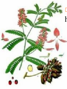 <p>CAM THẢO DÂY</p>