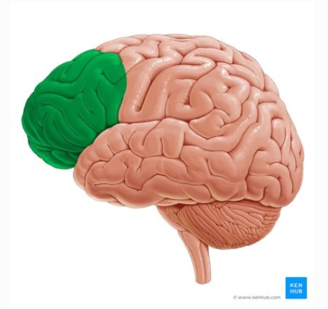 <p>functions of the prefrontal cortex </p>