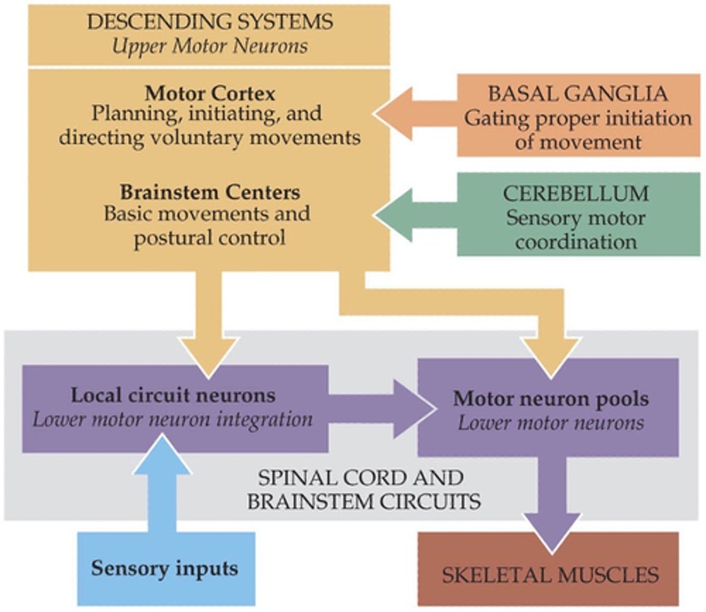 <p>The basal ganglia plays a role in the initiation of ...?</p>