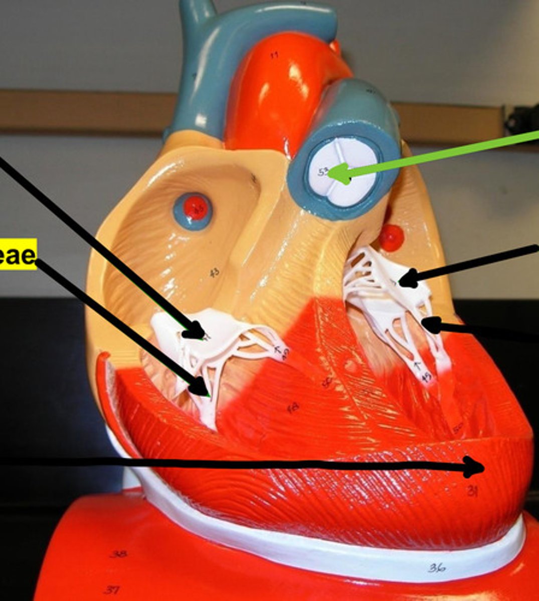 <p>Name the structure and function</p>