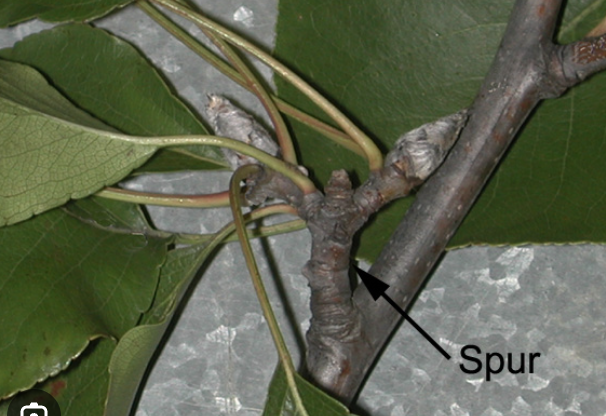 <p>persistent shortened stems found on branches of certain woody plants</p>