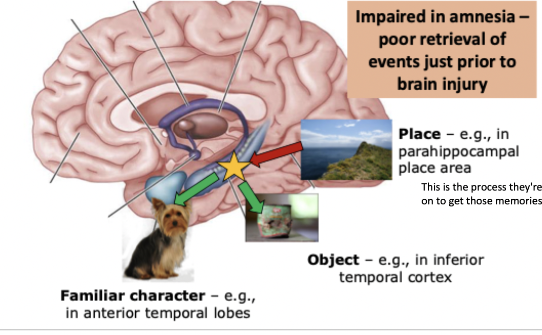 <ul><li><p>impaired in amnesia - poor retrieval of events just prior to brain injury</p></li><li><p>relying on hippocampal process to get those memories out</p></li></ul><p></p>