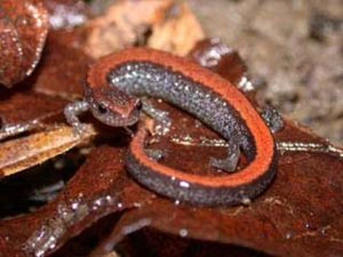 <p>Plethodon cinereus</p>