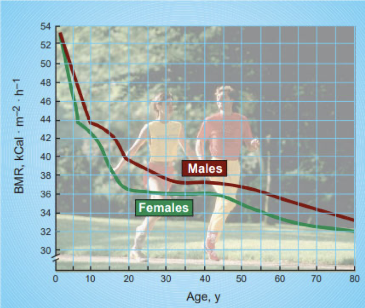 <ul><li><p><span><span>2-3% decrease in metabolic rate per decade</span></span></p></li></ul><ul><li><p><span><span>Decrease in fat free mass</span></span></p></li><li><p><span><span>Depression of metabolic activity of lean tissues</span></span></p></li><li><p><span><span>Altered change in body composition (increase FFM)</span></span></p></li><li><p><span><span>Altered by physical activity (independent of change in body composition)</span></span></p></li></ul><p></p>