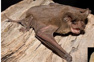 <p>tail extends well beyond tail membrane; huge colonies; eats ariel insects; produce a LOT of guano</p>