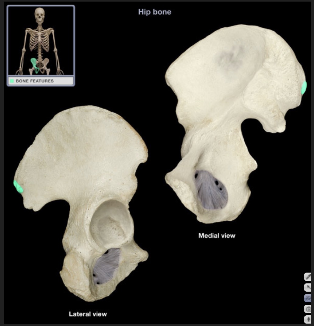 <p><span style="font-family: Arial, sans-serif; color: rgb(45, 59, 69)">posterior termination of the iliac crest</span></p>