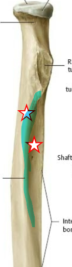 on anterior part of shaft