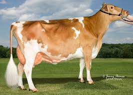 <p>from Guernsey Island</p><p>brown with white patches</p><p>larger than jersey</p><p>2nd highest butterfat</p>