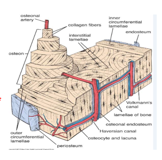 <ul><li><p>channels in lamellar bone through which <mark data-color="purple" style="background-color: purple; color: inherit;">neurovasculars travel</mark> from <strong><em><u>periosteal/endosteal → </u></em></strong><u>haversian canal.</u></p><ul><li><p><strong>connect Haversian canal</strong> and run at <strong>right angle to long axis </strong>of osteon/bone.<br></p><p></p></li></ul></li><li><p>Histological identification: Volkmann’s canals are <em>not surrounded by concentric lamellae</em></p></li></ul><p></p>