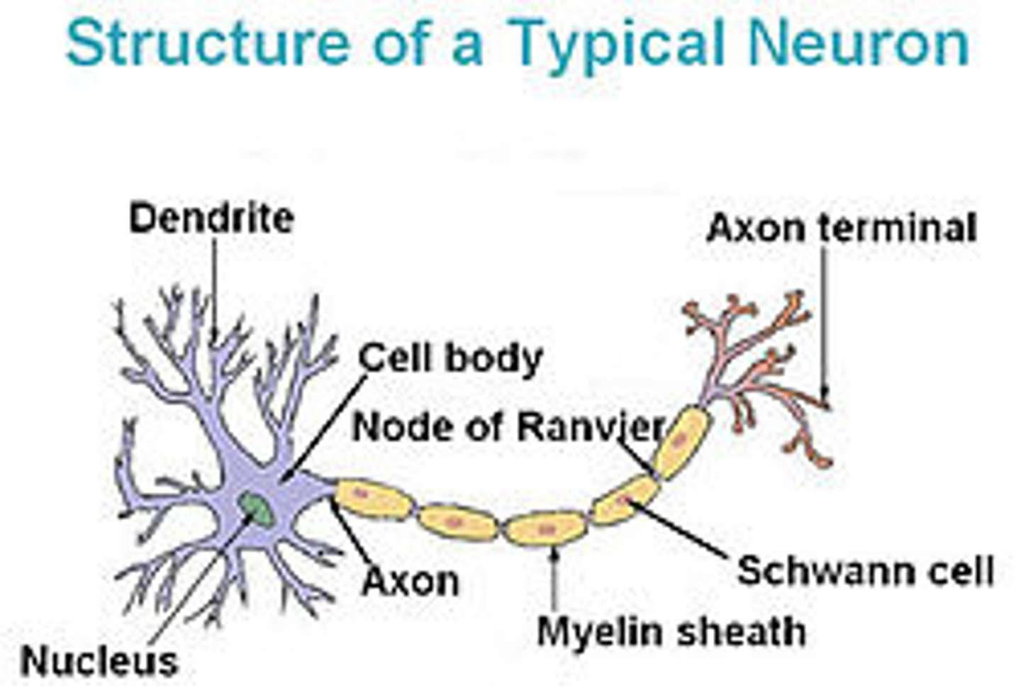 <p>Branch-like, receives incoming neurotransmitters</p>