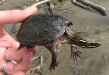 <p><strong>Musk and mud turtles </strong>(mud-triangular scute at hinge on plastron, musk- trapezoid scute at hinge on platron) releases “musk” during breeding season to attract females, Warrior River Basin in the ONLY place of Flattened Musk Turtle (pollution from Strip Mining and pet trade issues, small plain bottom-dwelling (looks like rocks), basking UNCOMMON, carnivorous</p>