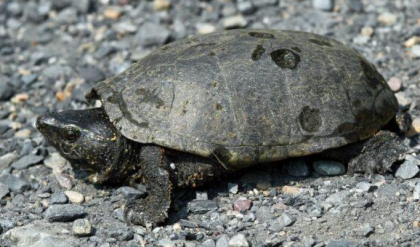 <p>Eastern musk turtle</p>