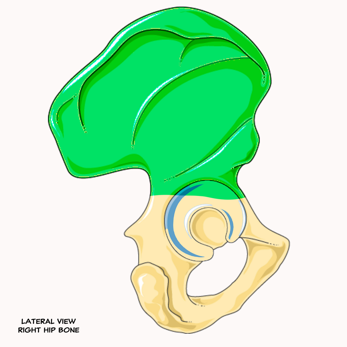 <p>Name this portion of the pelvis</p>