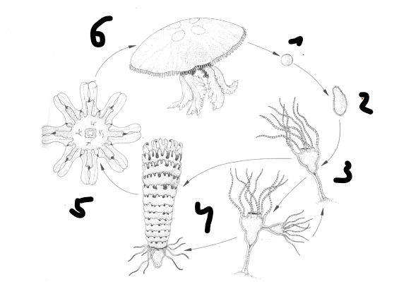 <p>Životní cyklus talířovky Aurelia aurita</p>