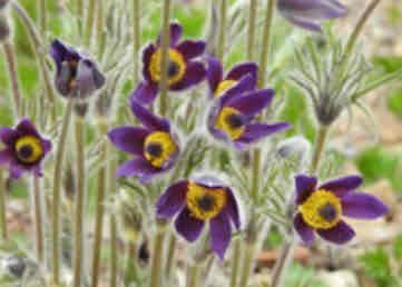 <p><span>Pulsatilla patens</span></p><p><span>Pasque Flower</span></p>