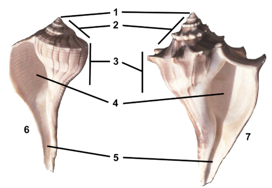 <p>Identify the labeled parts of this gastropod.</p>