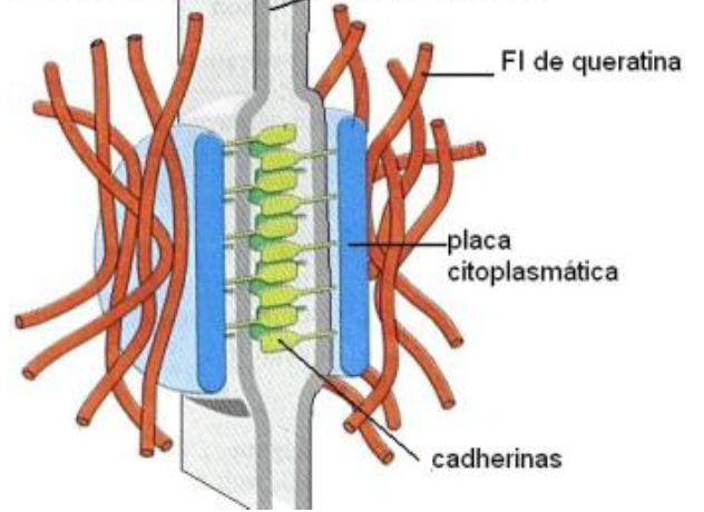 <p>Identifica la unión celular</p>