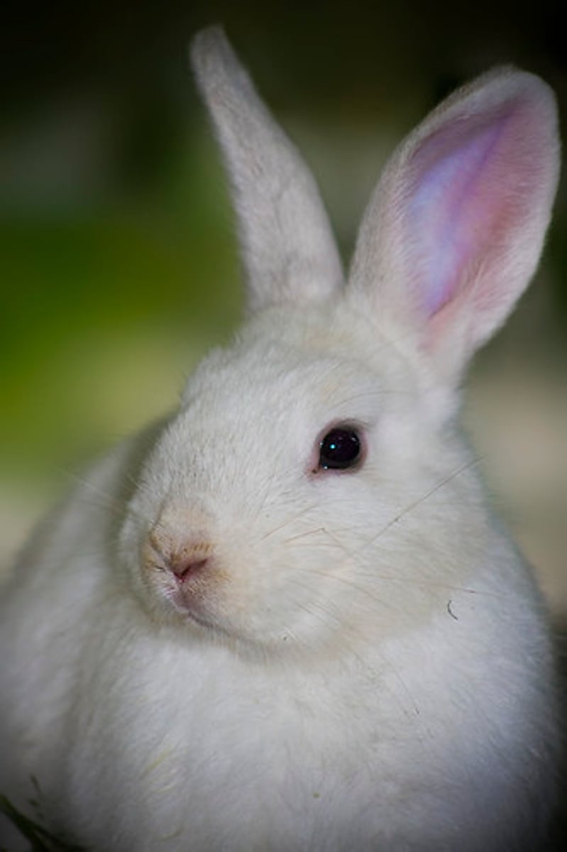 <p>un lapin</p>