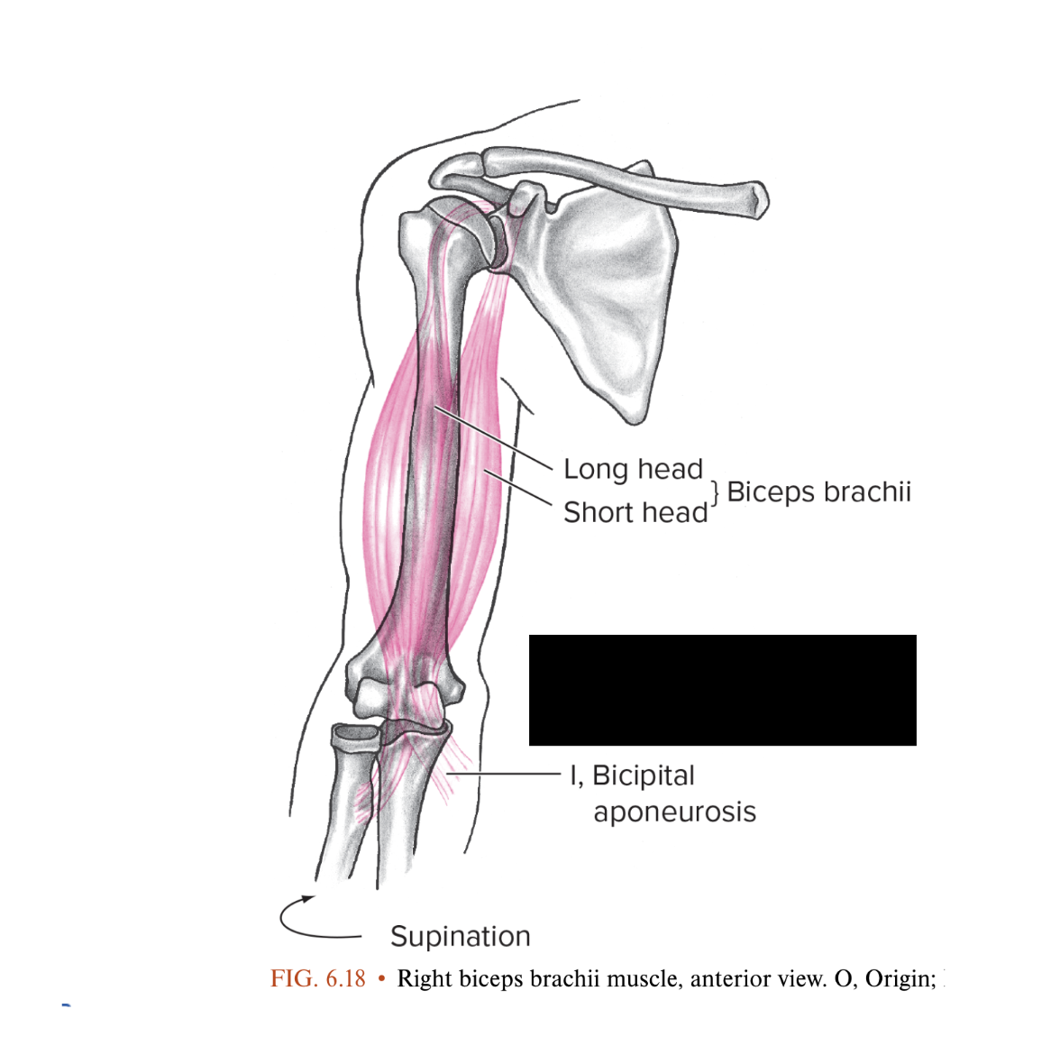 <p><span style="font-family: &quot;Times New Roman&quot;, serif"><strong>Biceps Brachii</strong></span></p>