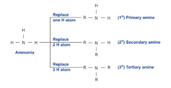 <p>Organic derivatives of ammonia (NH<em>3</em>), in which one or more alkyl, cycloalkyl, or aromatic groups replace hydrogen and bond to the nitrogen atom.</p><p>Classified as primary, secondary, and tertiary (similar to alcohols) → <u>the</u> <u><strong>number of carbon groups</strong></u> that are bound to the nitrogen atom.</p><p>The <strong>-NH<em>2</em></strong> group of a primary amine can be thought of as an <strong>“amino group”</strong> (a BRANCH).</p><ul><li><p>State: tend to be <strong>gases</strong> for low molecular weight cases, many <strong>heavier ones</strong> are <strong>liquids</strong> are room temperature</p></li><li><p>Tend to exhibit <strong>strong odors</strong>, some have a “fishy” smell!</p></li><li><p><u>Boiling points</u> are intermediate to those for alcohols and alkanes of similar molar mass; because of the presence of <strong>N-H</strong> bonds in primary + secondary, <em>H-bonding is sometimes possible;</em> however, because <u><strong><em>N is not as electronegative as O, the N-H bond is not as polar as an O-H bond</em></strong></u> (hence <u><strong><em>weaker H-bonding</em></strong></u>)</p></li><li><p>Tend to be <strong>water-soluble</strong> because of H-bonding interactions with water molecules; in fact, those with fewer than six carbon atoms are infinitely water-soluble</p></li><li><p>Water-solubility decreases as chain length increases and as the <strong>degree of N-substitution increases</strong></p></li></ul>