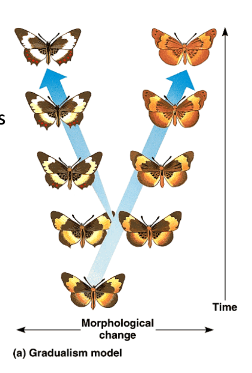 <p>gradual divergence over long spans of time </p><ul><li><p>assume that big changes occur as the accumualation of many small ones </p></li></ul><p></p>