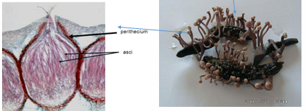<p>Some multiseptate - fragments = spores</p>
