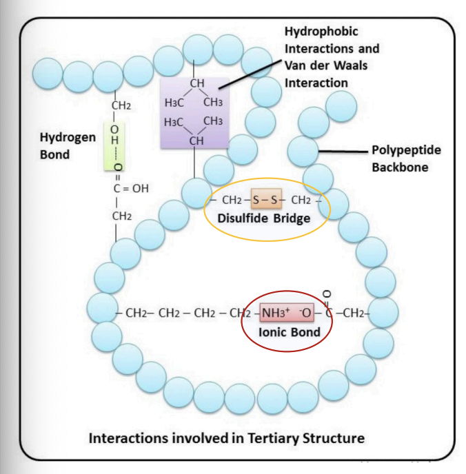 <p>= interactions between positively charged amino acids (Lys, Arg) &amp; negatively charged amino acids (Asp, Glu)</p>