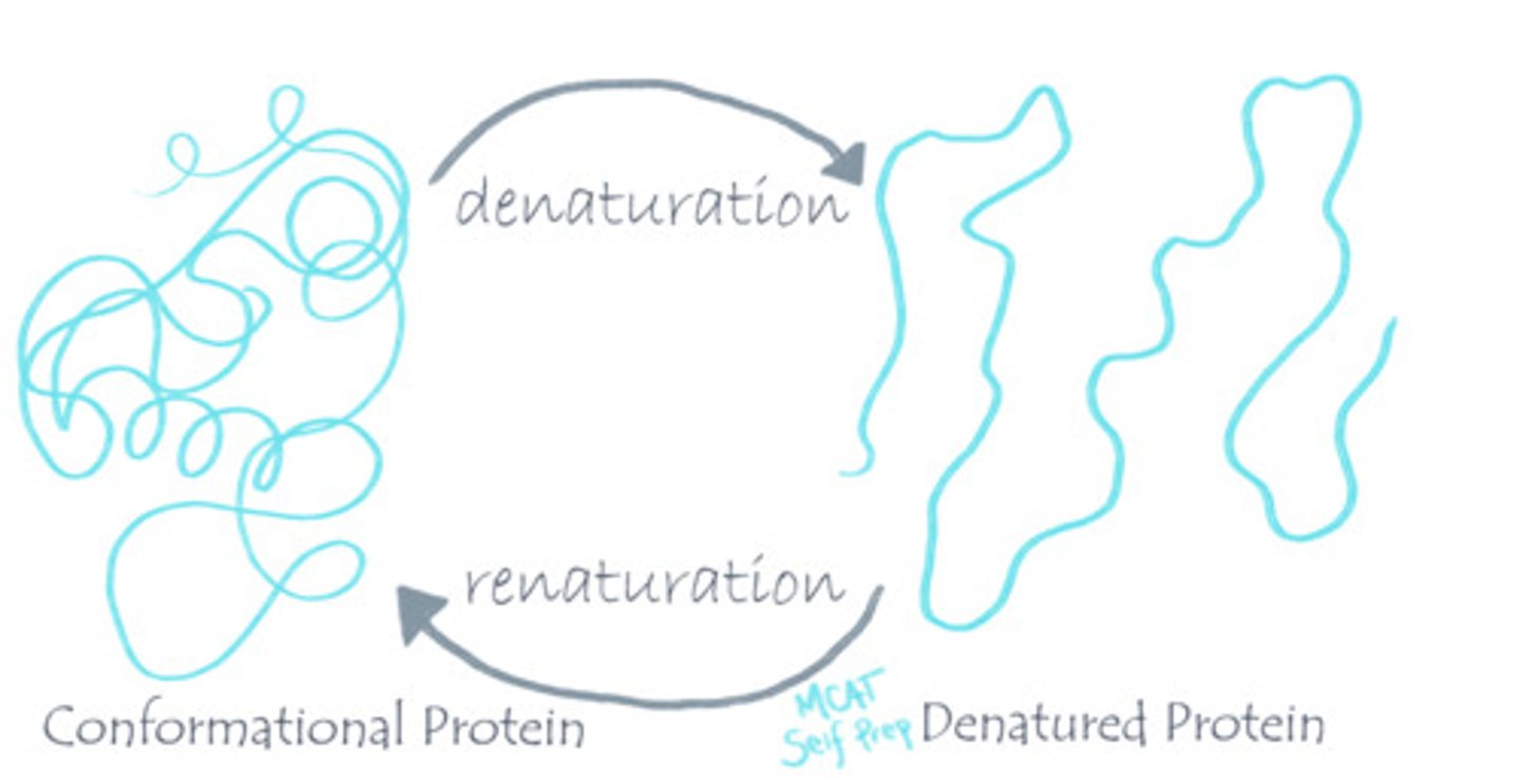 <p>(C) Tertiary</p><p>The Tertiary Structure of proteins must be disrupted in Denaturation.</p><p>Secondary or Quaternary Structure may be disrupted as well.</p>