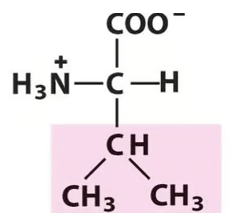 <p>Name the amino acid.</p>