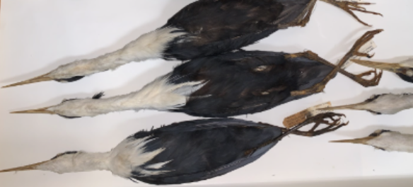 <p>Herons, Egrets, Bitterns</p>