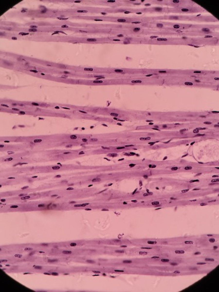 <p>Identify Tissue Type</p>