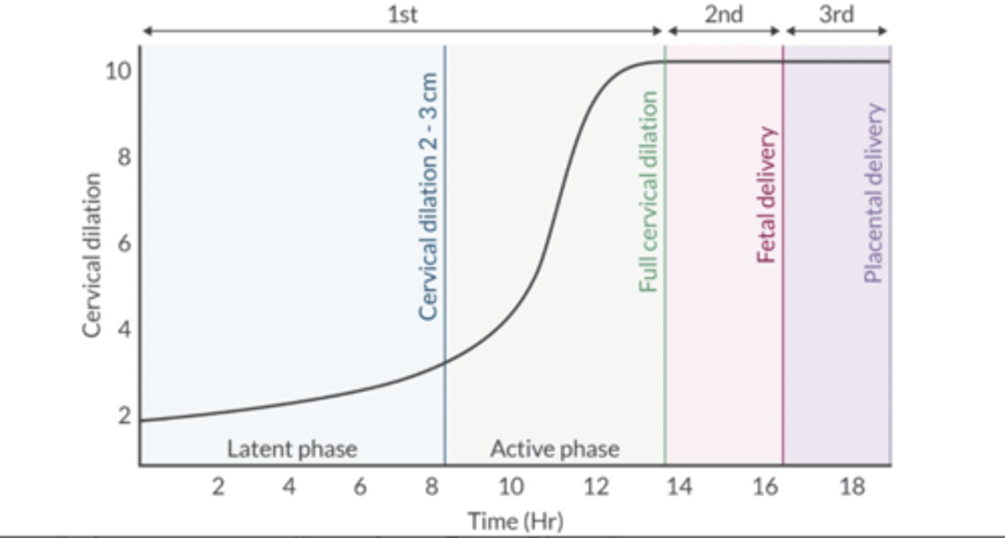 <p>Stage 1: Beginning of regular contractions to full cervical dilation (10 cm)</p><p>Stage 2: Full cervical dilation to delivery of the fetus</p><p>Stage 3: Delivery of the placenta</p>
