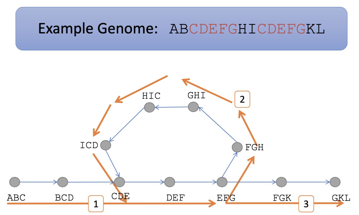 <ul><li><p>Bulges = undireted cycles.</p></li><li><p>Whirls = directed cycles.</p></li><li><p>!! EXPLAIN BULGES AND WHIRLS BETTER</p></li><li><p>They occur because of sequencing errors or repeats in the genome.</p></li></ul><p></p>