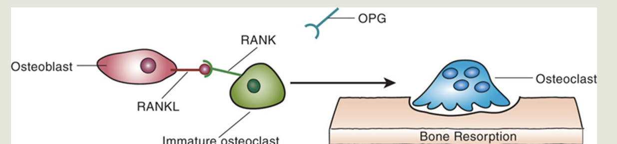 <p><strong><u>Regulation of the Bone Remodeling Cycle</u></strong></p><ul><li><p><strong>Protein</strong> <strong>catalyst</strong> expressed on? </p></li></ul><ul><li><p><strong>Osteoclastic</strong> ? </p></li></ul><p><strong>Resorption occurs when RANKL binds to RANK&nbsp;: </strong></p><ul><li><p><strong>Stimulates</strong> precursor <strong>cells to? </strong></p></li></ul><p></p>