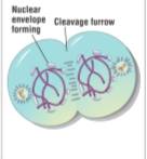 <p>Two daughter nuclei begin to form in the cell, Chromosomes are decondensing, Cytokinesis is underway</p>