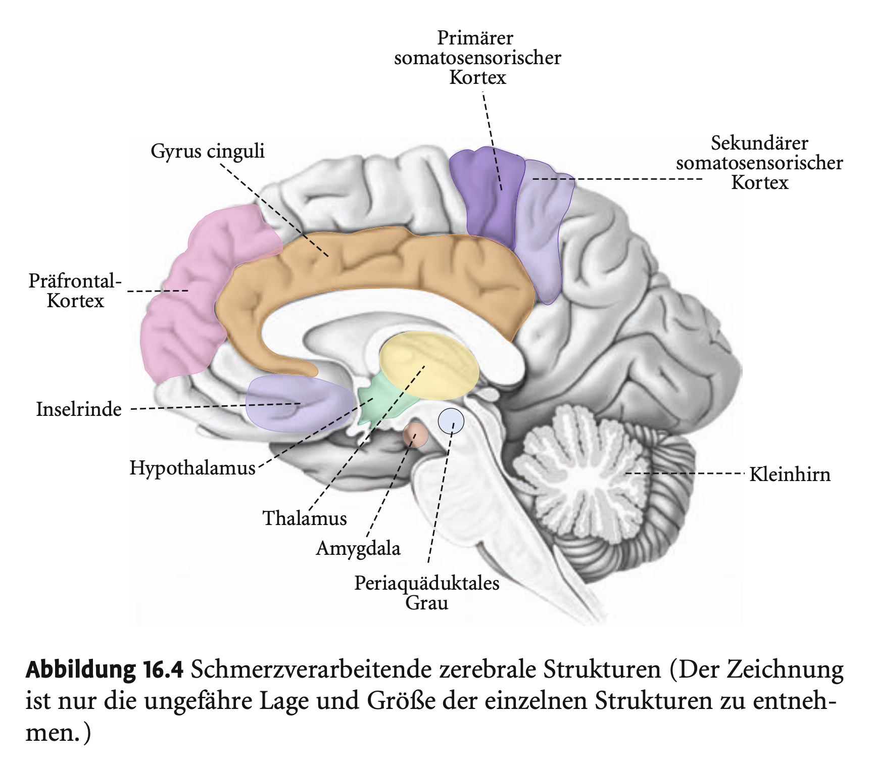 <p><span><strong>Kortikale Schmerzverarbeitung</strong></span></p><p>&nbsp;</p><ul><li><p><span>Früher unterschätzt, heute klar: <strong>Kortex spielt zentrale Rolle</strong>.</span></p></li><li><p><span><strong>Hauptareale:</strong></span></p><ul><li><p><span><strong>SI &amp; SII</strong>: Ort, Dauer, Intensität des Schmerzes, evtl. auch affektive Aspekte.</span></p></li><li><p><span><strong>Inselrinde</strong>: viszeraler Schmerz &amp; <strong>Schmerzgedächtnis</strong>.</span></p></li><li><p><span><strong>Anteriorer Gyrus cinguli (AGC):</strong> affektiv-motivationale Dimension (z. B. <strong>Unlust, Angst</strong>), eng vernetzt mit dem <strong>limbischen System</strong>.</span></p></li></ul></li><li><p><span><strong>Zerebrales Netzwerk der Schmerzverarbeitung:</strong></span></p><ul><li><p><span><strong>SI, SII</strong></span></p></li><li><p><span><strong>AGC</strong></span></p></li><li><p><span><strong>Inselrinde</strong></span></p></li><li><p><span><strong>DLPFC</strong></span></p></li><li><p><span><strong>Thalamus</strong></span></p></li><li><p><span><strong>Kleinhirn</strong></span></p></li><li><p><span><strong>Hypothalamus</strong></span></p></li><li><p><span><strong>Amygdala</strong></span></p></li><li><p><span><strong>Periaquäduktales Grau</strong></span></p></li></ul></li><li><p><span>Alle Areale interagieren – die <strong>spezifischen Funktionen</strong> sind noch <strong>nicht vollständig verstanden</strong>.</span></p></li></ul><p></p>