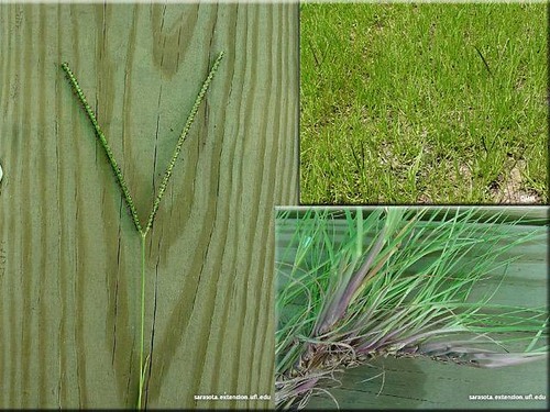 Family: Poaceae

Common: bahiagrass

Native Range: Non-native to NA. Originally from SA.

Habitat: Found all over North and Central America in pastures, roadsides, ditches, disturbed areas.

Bark: Grass stem

Leaves: Simple & alternate at nodes

Growth pattern: Sod forming grass ~ spreads rhizomatously or by stolons. 

Fruit: a seed is called a caryopsis

Other: purple color at base of plant. Holds Earth together. Planted along roadsides and for livestock.

Tolerances: shade tolerant, low salt tol, burns hot with thick smoke, promotes fire, high drought tolerance.