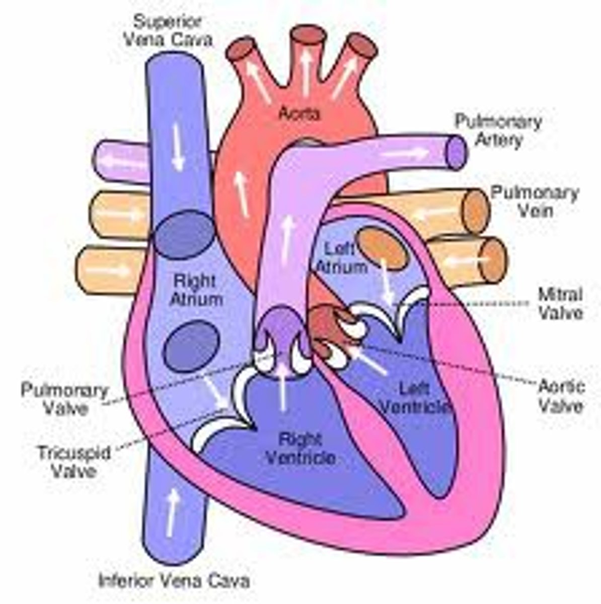 <p>Superior Vena Cava (SVC), Inferior Vena Cava (IVC), and coronary sinus. Receives deoxygenated blood from the body.</p>