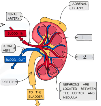 <p>This is the structure of a kidney. What is 1?</p>