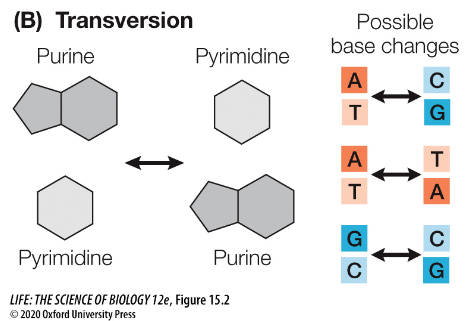 <p>A base pair substitution that converts a purine to a pyrimidine (A/G ⇆ C/T).</p>