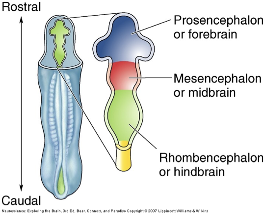 <ul><li><p>forms from walls of a fluid filled neural tube</p></li><li><p>inside of the tube becomes ventricular system</p></li><li><p>rostral → prosencephalon of forebrain</p></li><li><p>mesencephalon/midbrain</p></li><li><p>caudal → rhombencephalon of hind brain</p></li></ul><p></p>