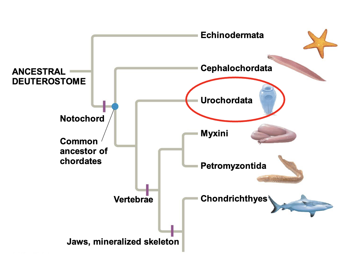 <p>tunicates or sea squirts</p>