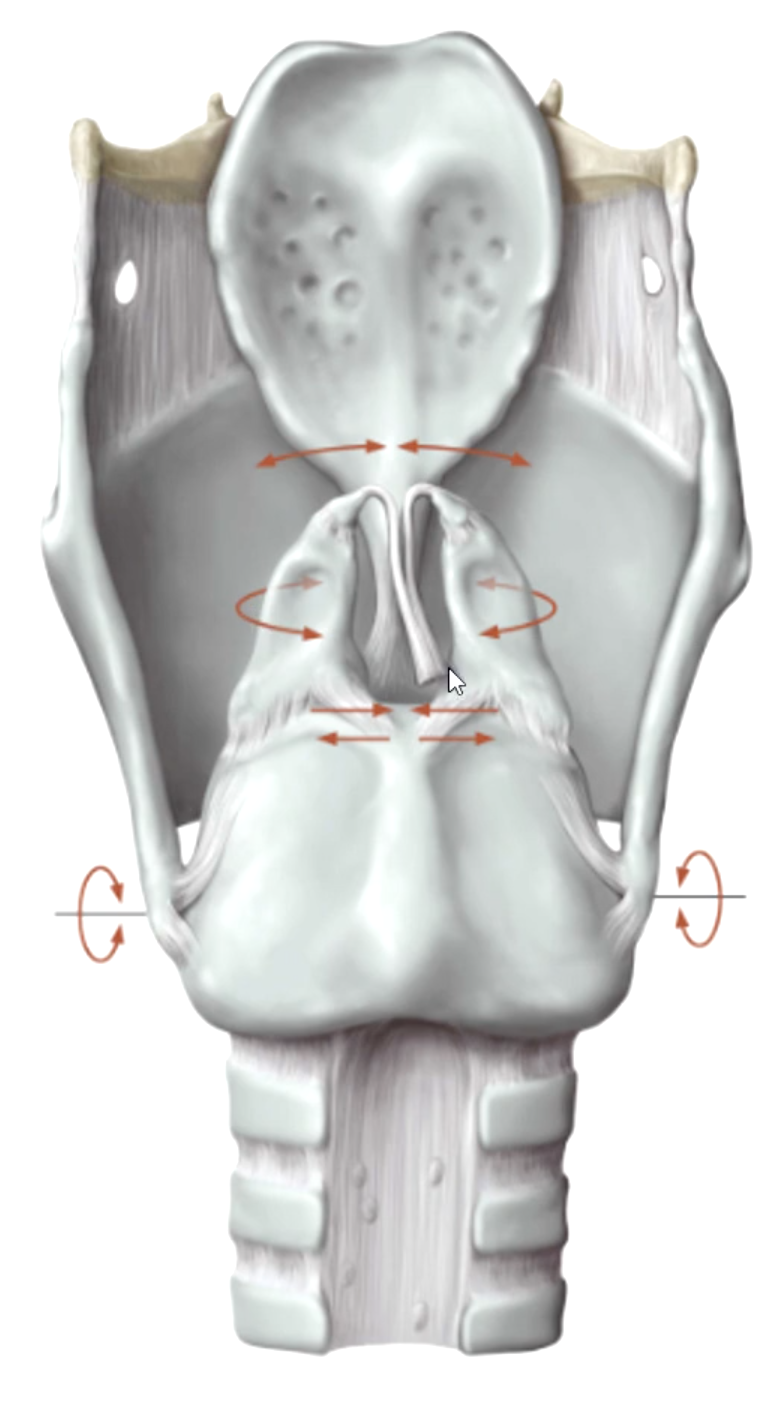 <p>False. they can slide toward/away, tilt anteriorly/posteriorly, rotate laterally/medially to bring vocal cords into abduction/adduction or to tense/relax the vocal cords$</p>