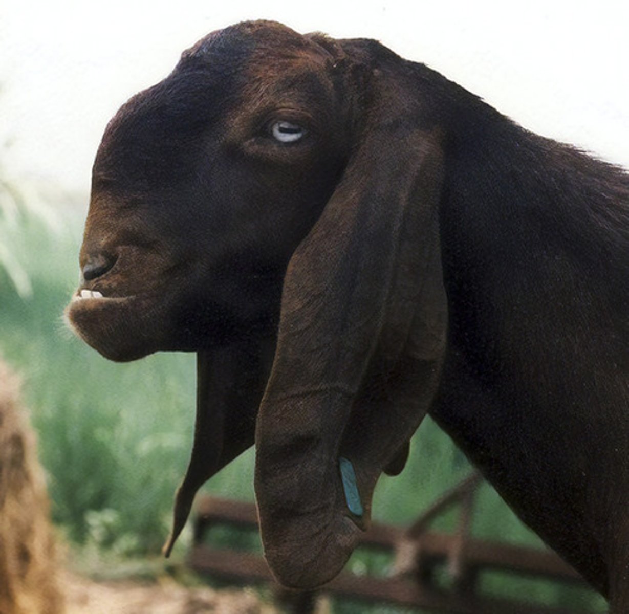 <p>reddish brown/black, ultraconvex, long lop ears, meat and milk, lýtur út eins og fötlun , semi extensive</p>