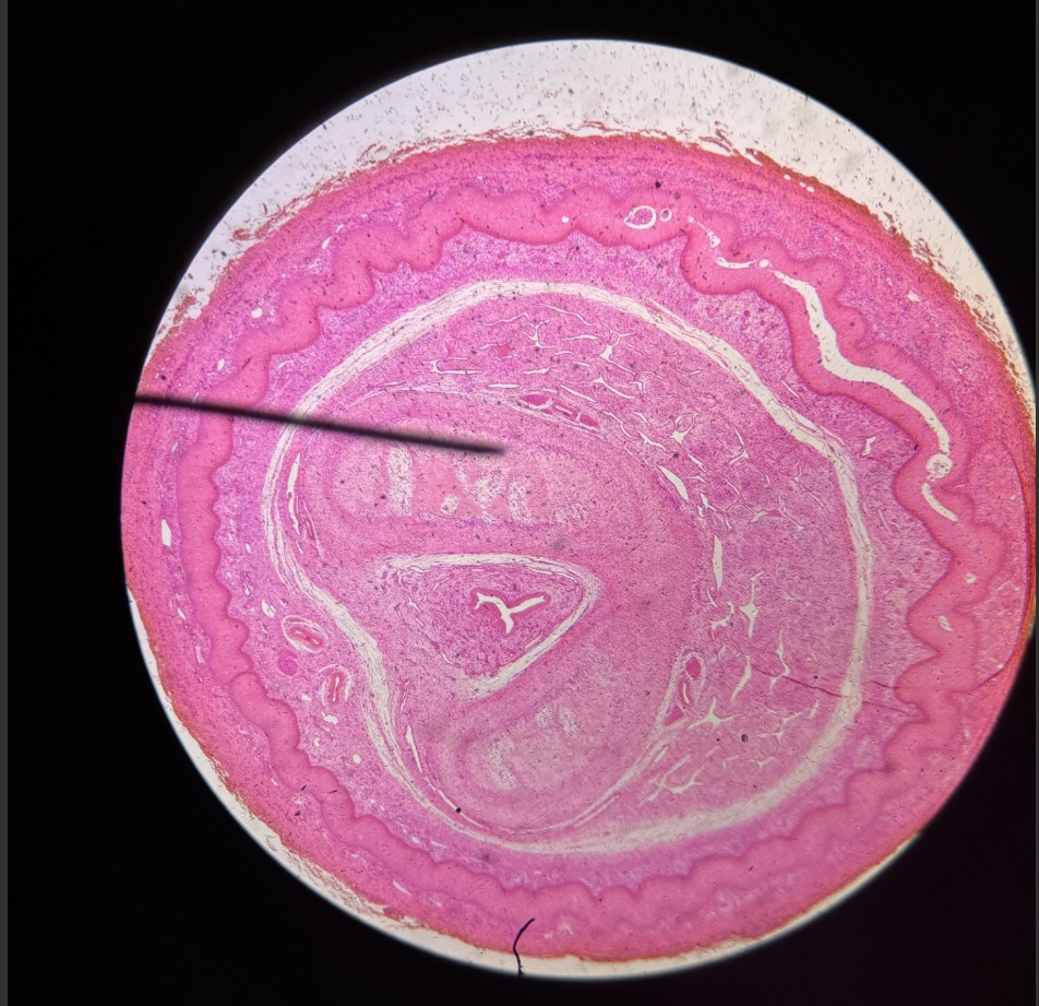 knowt flashcard image