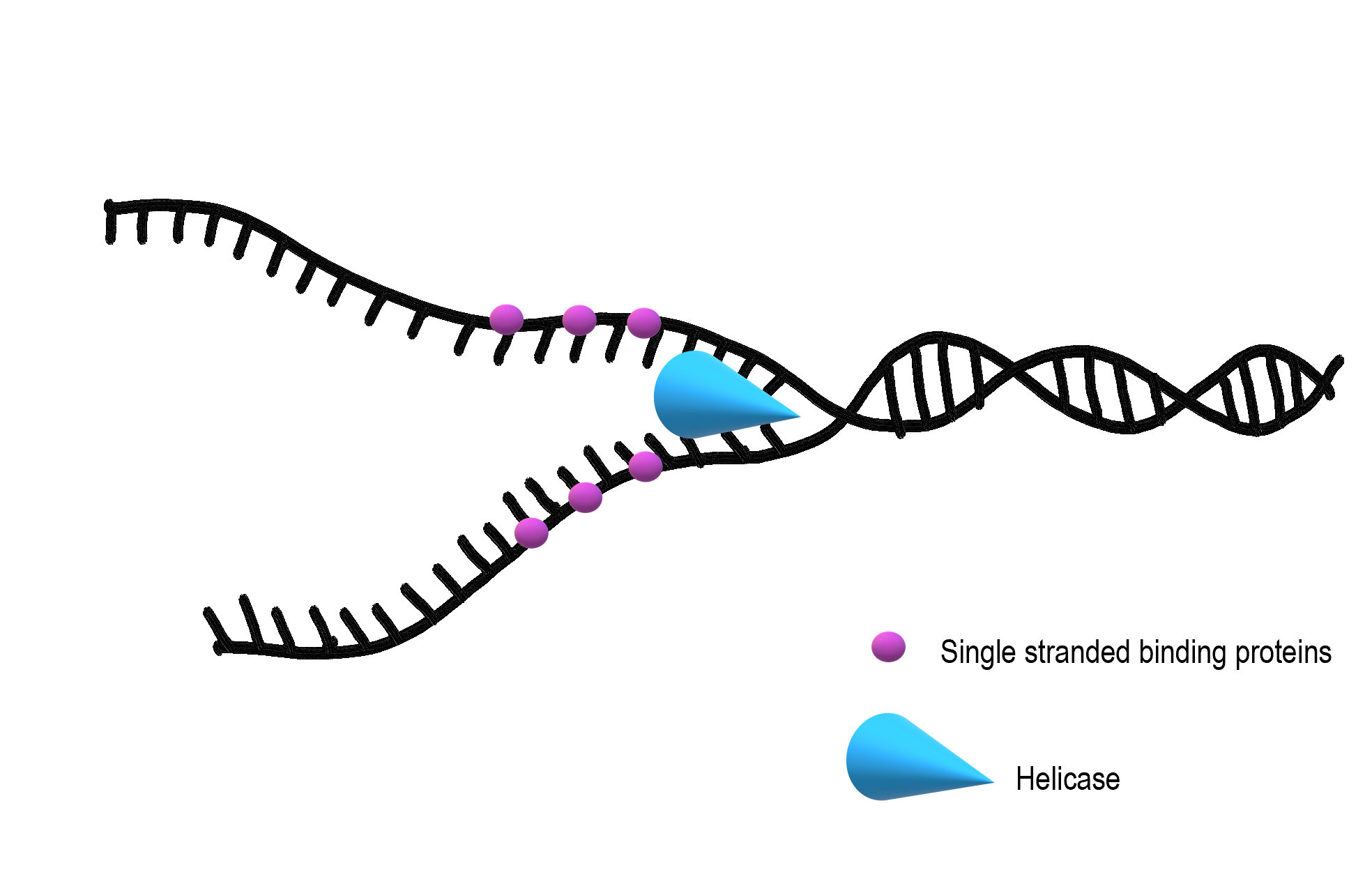 <p>Enzyme that pries open the DNA double helix, <strong>using energy derived from ATP hydrolysis</strong>. Used to expose DNA single strands for DNA replication</p>