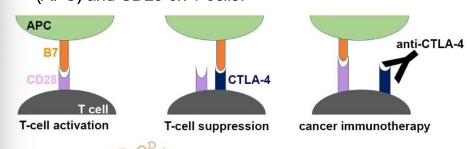 <p>Ipilimumab functions as ____ a checkpoint inhibitor by blocking the _____ receptor, a protein on T cells that normally helps prevent T cells from attaching other cells</p>
