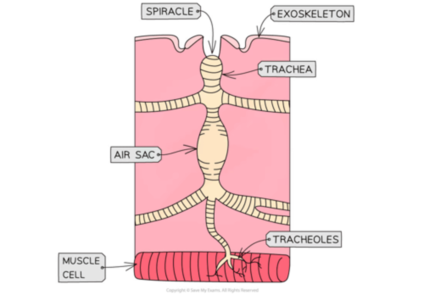 <p>tracheoles</p>