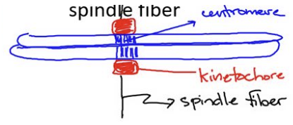 <p>kinetochore</p>